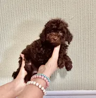 AKC STUNNING CHOCOLATE , a male Poodle - Toy  for sale in Okmulgee, OK – 2 of 7