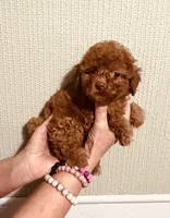 AKC Red Reba pending, a female Poodle - Toy  for sale in Okmulgee, OK – 3 of 9