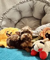 AKC Chocolate boy, a male Yorkshire Terrier for sale in Okmulgee, OK – 3 of 7