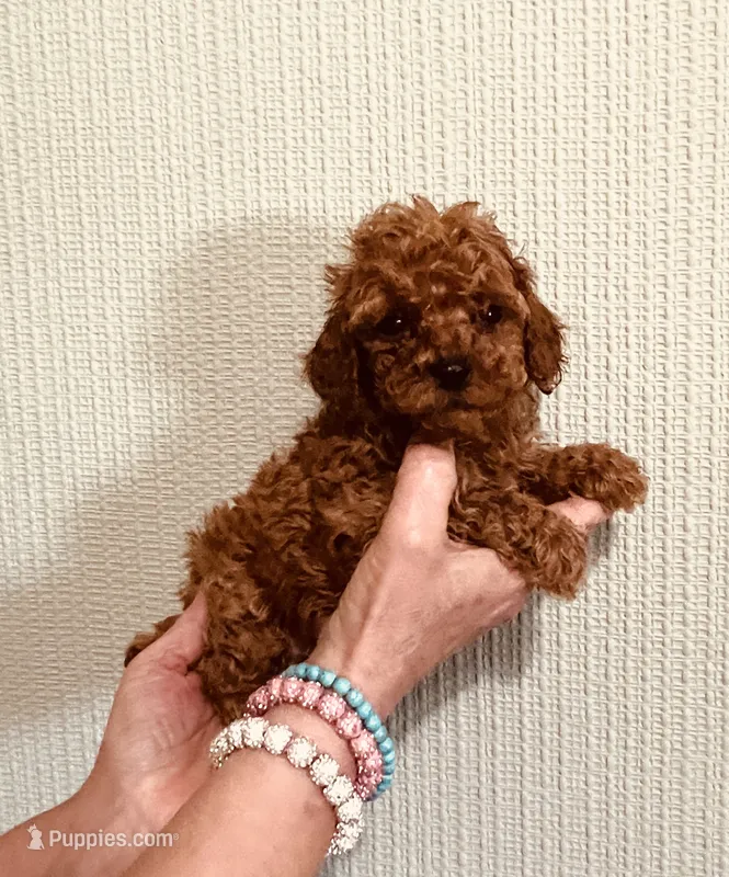 AKC PRETTY BOY  – Poodle - Toy  puppy for sale in Okmulgee, OK