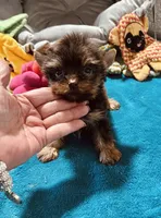 AKC MEA , a female Yorkshire Terrier for sale in Okmulgee, OK – 4 of 5