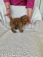 AKC Red Female 1 , a female Poodle - Toy  for sale in Okmulgee, OK – 5 of 6