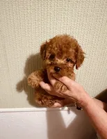 AKC Red Reba pending, a female Poodle - Toy  for sale in Okmulgee, OK – 7 of 9