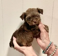 AKC Little Chocolate tri , a male Yorkshire Terrier for sale in Okmulgee, OK – 2 of 5