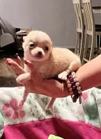 AKC TEACUP , a female Chihuahua for sale in Okmulgee, OK – 1 of 6