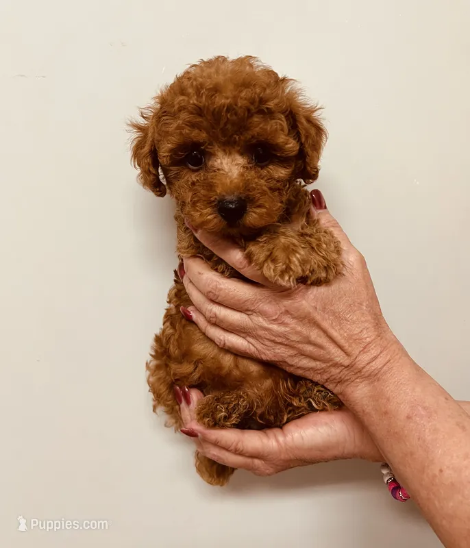 AKC REG IMPORT RED – Poodle - Toy  puppy for sale in Okmulgee, OK
