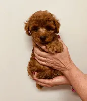 AKC REG IMPORT RED, a male Poodle - Toy  for sale in Okmulgee, OK – 1 of 8