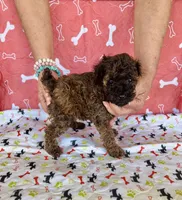 AKC AGOUTI COLOR FEMALE , a female Poodle - Toy  for sale in Okmulgee, OK – 5 of 5