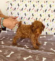 AKC Red , a male Poodle - Toy  for sale in Okmulgee, OK – Photo 3 of 4