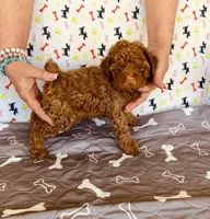 AKC Red , a male Poodle - Toy  for sale in Okmulgee, OK – Photo 2 of 4