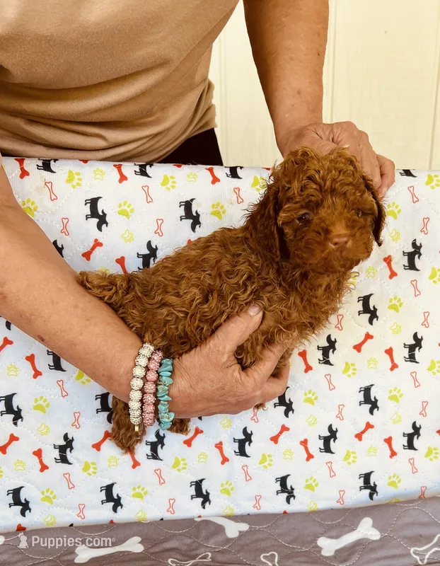 AKC Red  – Poodle - Toy  puppy for sale in Okmulgee, OK