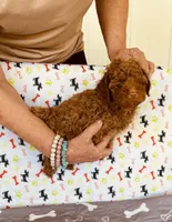 AKC Red , a male Poodle - Toy  for sale in Okmulgee, OK – Photo 1 of 4