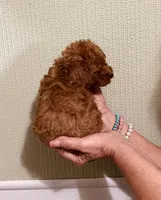 AKC PRETTY BOY , a male Poodle - Toy  for sale in Okmulgee, OK – 6 of 6