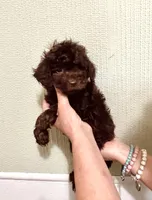 AKC STUNNING CHOCOLATE , a male Poodle - Toy  for sale in Okmulgee, OK – 3 of 7
