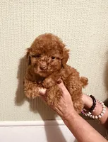 AKC Red Reba pending, a female Poodle - Toy  for sale in Okmulgee, OK – 2 of 9
