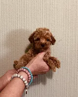 AKC LITTLE RED , a male Poodle - Toy  for sale in Okmulgee, OK – 6 of 7
