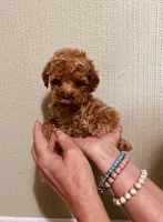 AKC LITTLE RED , a male Poodle - Toy  for sale in Okmulgee, OK – 2 of 7