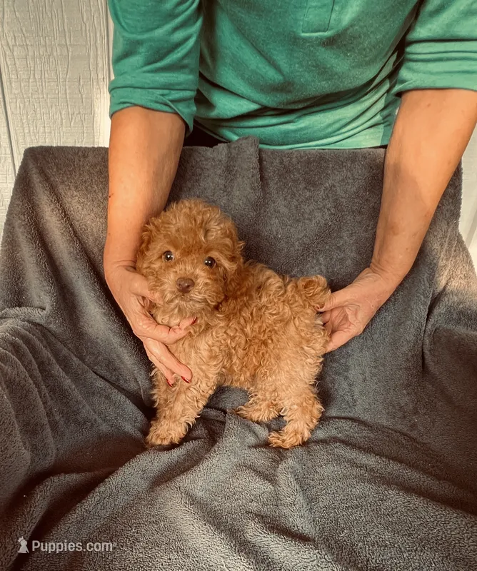 AKC RED ROSE  – Poodle - Toy  puppy for sale in Okmulgee, OK