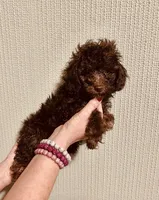 AKC Chocolate Female , a female Poodle - Toy  for sale in Okmulgee, OK – 4 of 6