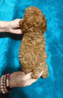 AKC RED BOY , a male Poodle - Toy  for sale in Okmulgee, OK – 8 of 10