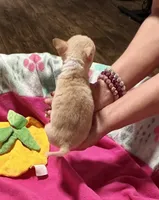 AKC TEACUP , a female Chihuahua for sale in Okmulgee, OK – 4 of 6