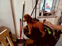 AKC REG IMPORT RED, a male Poodle - Toy  for sale in Okmulgee, OK – 8 of 8