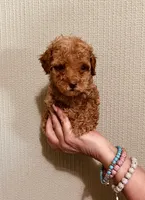 AKC TINY RED BOY , a male Poodle - Toy  for sale in Okmulgee, OK – 6 of 7