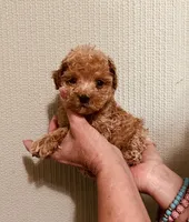 AKC RED TINY, a male Poodle - Toy  for sale in Okmulgee, OK – 3 of 5