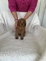 AKC red female 2 , a female Poodle - Toy  for sale in Okmulgee, OK – 3 of 8