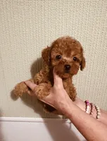 AKC Red Reba pending, a female Poodle - Toy  for sale in Okmulgee, OK – 5 of 9