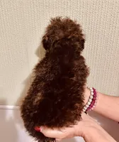 AKC Chocolate Female , a female Poodle - Toy  for sale in Okmulgee, OK – 2 of 6
