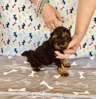 AKC PRETTY BOY , a male Poodle - Toy  for sale in Okmulgee, OK – Photo 1 of 5