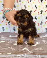 AKC PRETTY BOY , a male Poodle - Toy  for sale in Okmulgee, OK – Photo 2 of 5