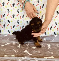 AKC PRETTY BOY , a male Poodle - Toy  for sale in Okmulgee, OK – Photo 5 of 5