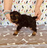 AKC PRETTY BOY , a male Poodle - Toy  for sale in Okmulgee, OK – Photo 3 of 5