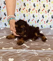 AKC PRETTY BOY , a male Poodle - Toy  for sale in Okmulgee, OK – Photo 4 of 5