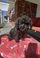 AKC BLACK/RED , a female Poodle - Toy  for sale in Okmulgee, OK – Photo 2 of 7