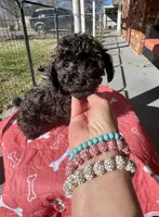 AKC BLACK/RED , a female Poodle - Toy  for sale in Okmulgee, OK – Photo 3 of 7