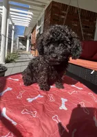 AKC BLACK/RED , a female Poodle - Toy  for sale in Okmulgee, OK – Photo 1 of 7