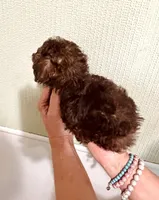 AKC STUNNING CHOCOLATE , a male Poodle - Toy  for sale in Okmulgee, OK – 6 of 7