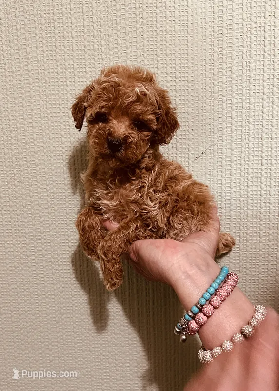AKC LITTLE RED  – Poodle - Toy  puppy for sale in Okmulgee, OK