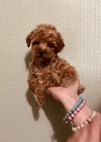 AKC LITTLE RED , a male Poodle - Toy  for sale in Okmulgee, OK – 3 of 7