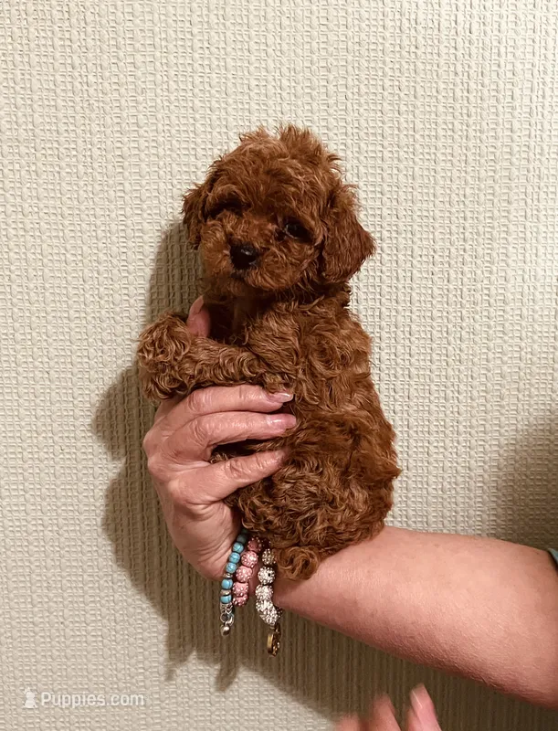 AKC IMPORT BLOODLINE  – Poodle - Toy  puppy for sale in Okmulgee, OK