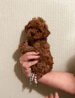 AKC IMPORT BLOODLINE , a male Poodle - Toy  for sale in Okmulgee, OK – 1 of 5