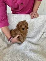 AKC Red Female 1 , a female Poodle - Toy  for sale in Okmulgee, OK – 6 of 6