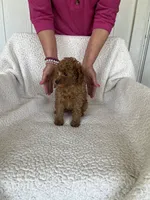 AKC red female 2 , a female Poodle - Toy  for sale in Okmulgee, OK – 6 of 8