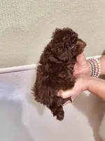 AKC CHOCOLATE , a male Poodle - Toy  for sale in Okmulgee, OK – 6 of 6