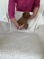AKC red female 2 , a female Poodle - Toy  for sale in Okmulgee, OK – 8 of 8