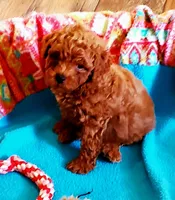 AKC LITTLE RED pending , a male Poodle - Toy  for sale in Okmulgee, OK – 1 of 9
