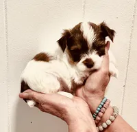 Parti boy , a male Yorkshire Terrier for sale in Okmulgee, OK – 3 of 5